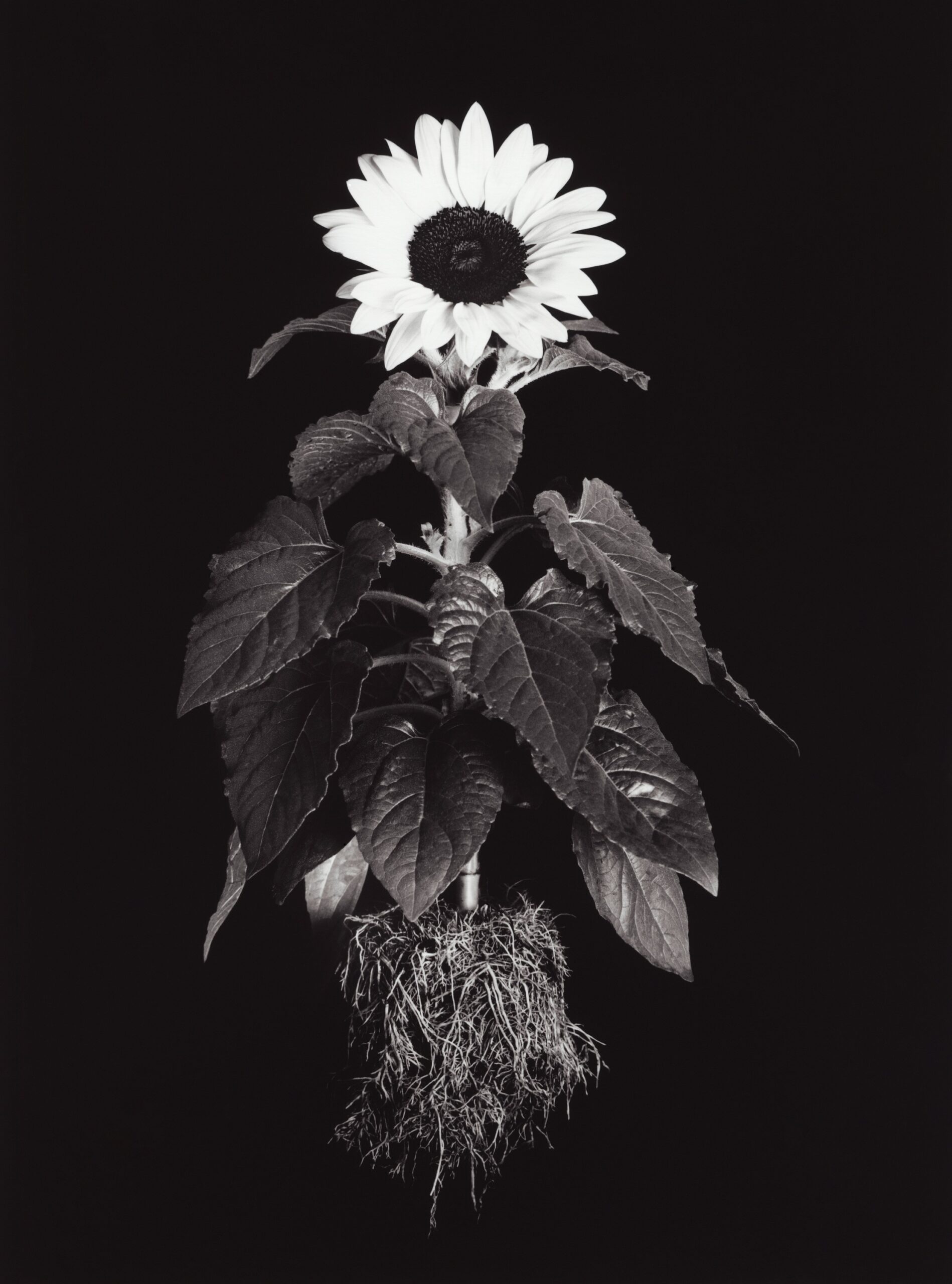 kathy harcom sunflower