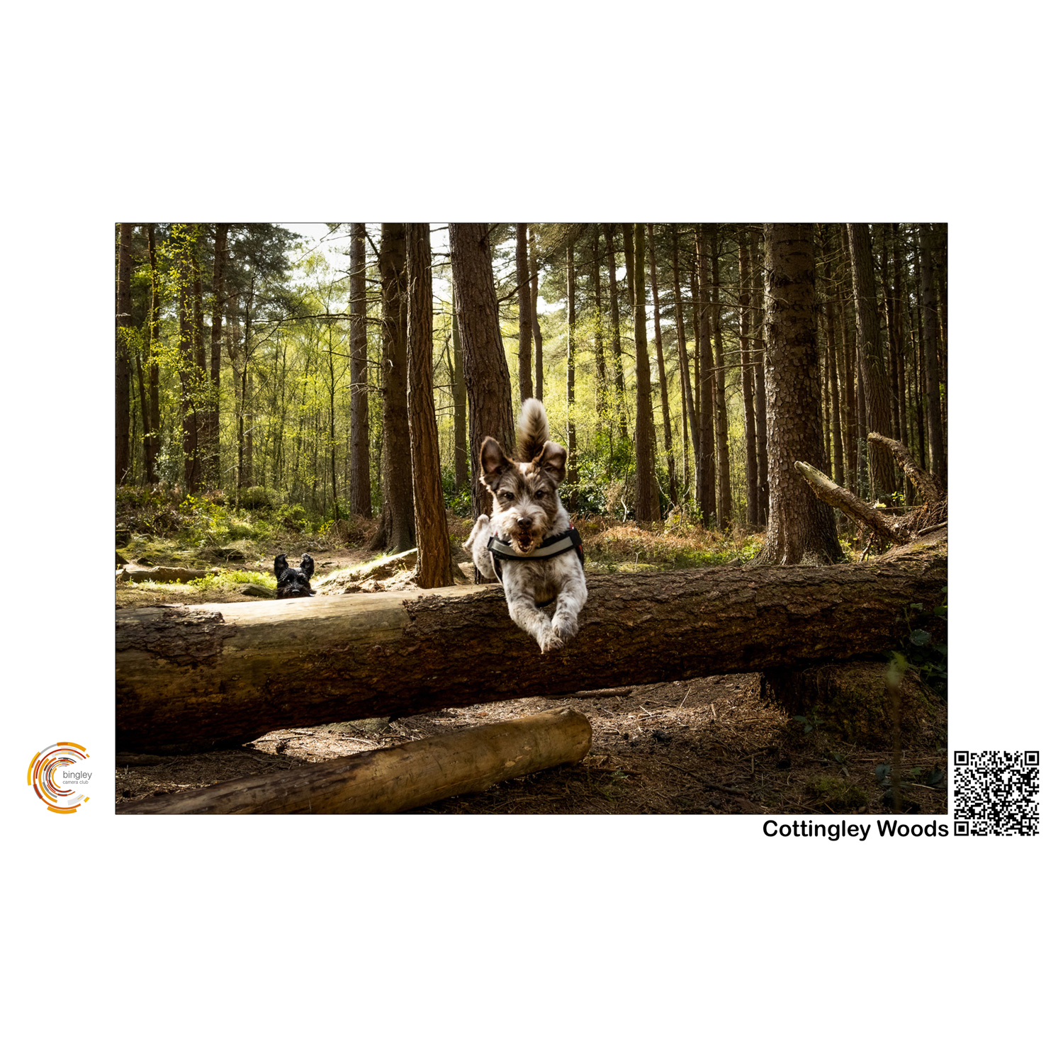 10 Cottingley Woods