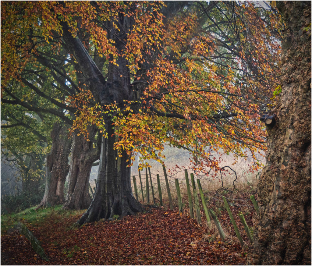 The-midst-of-Autumn