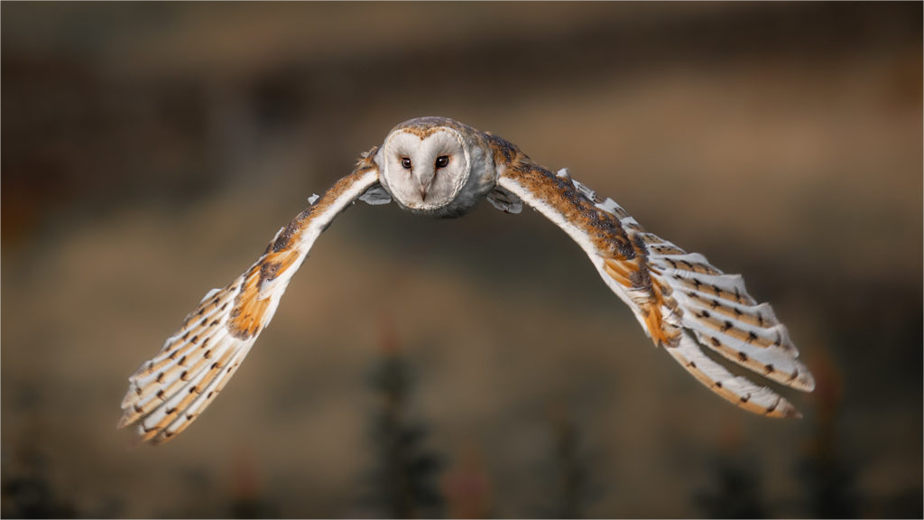 Barn-Owl