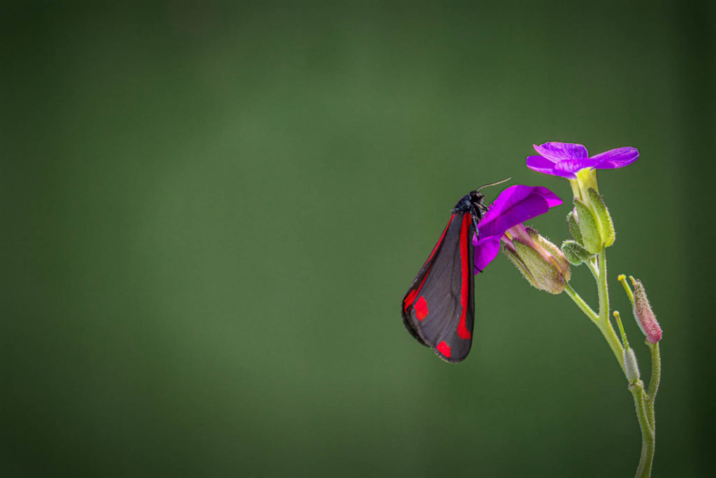 Cinnabar Moth