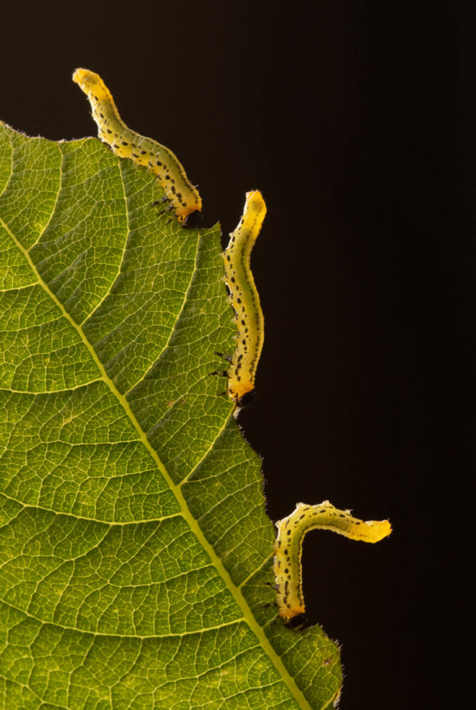 Destroying-the-leaf