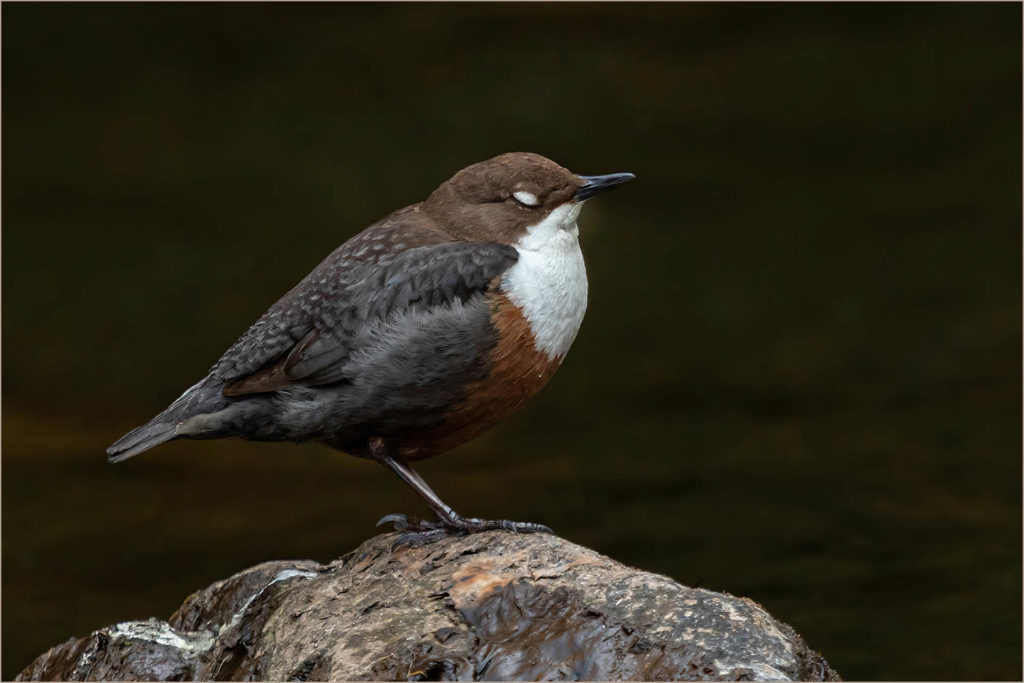 Dipper