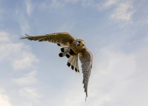 Kestrel-swooping-in