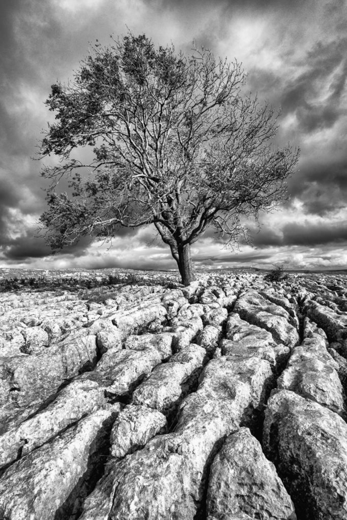 Lone-Tree-Malham