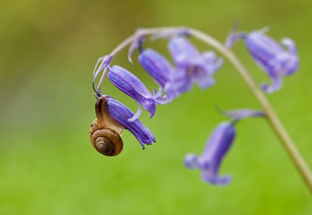 Snail-on-bluebell