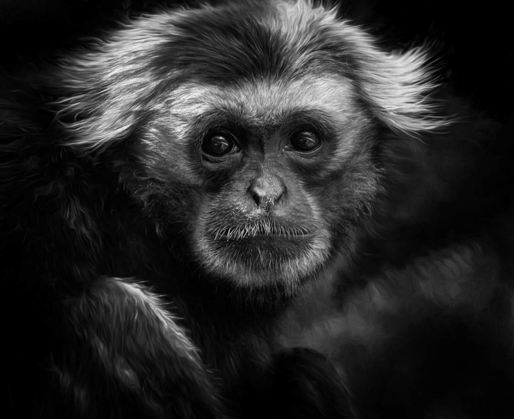 monkey-art