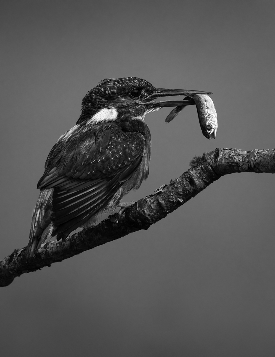 4-Kingfisher-with-a-catch