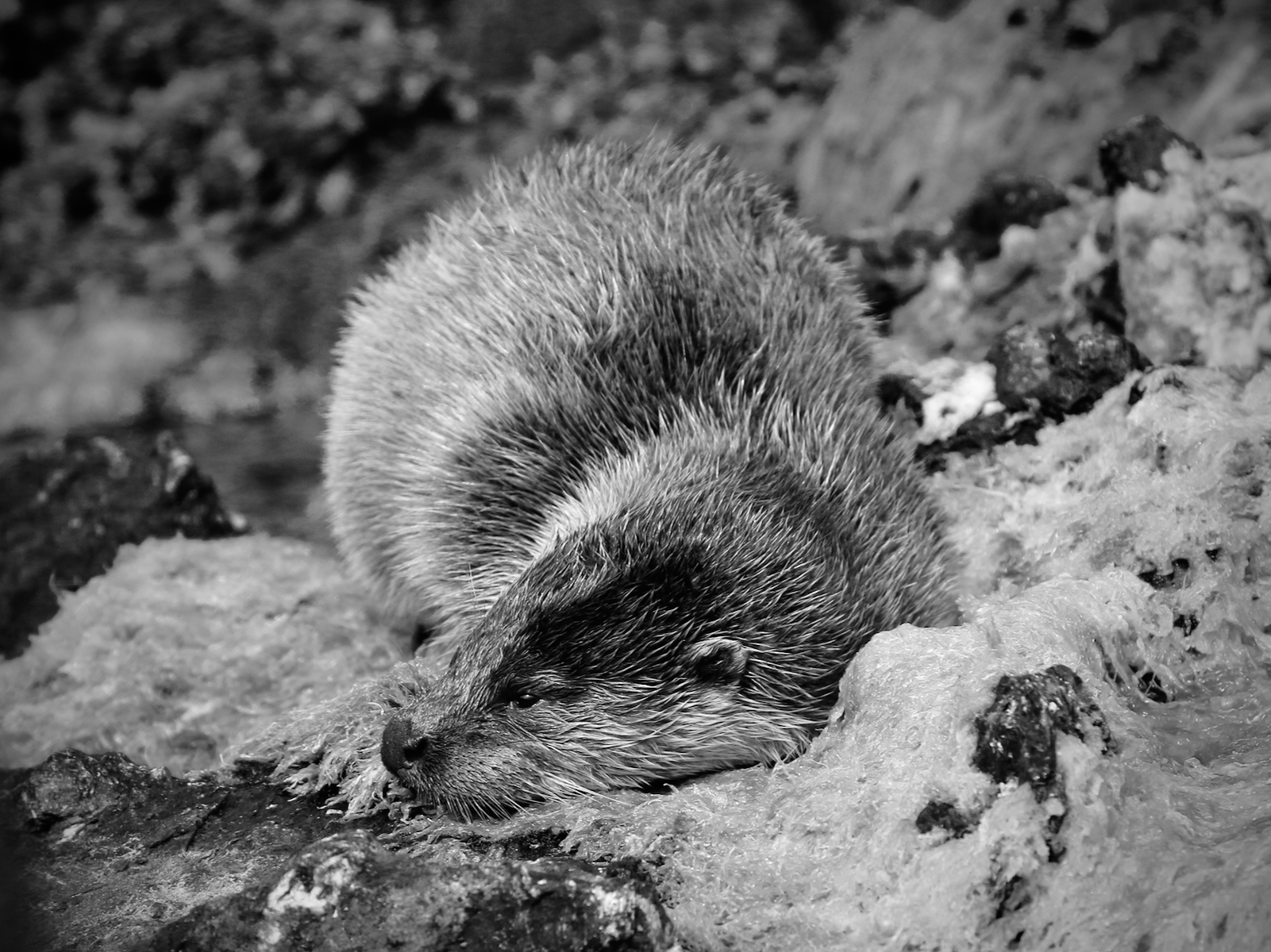 6-Otter-Snoozing