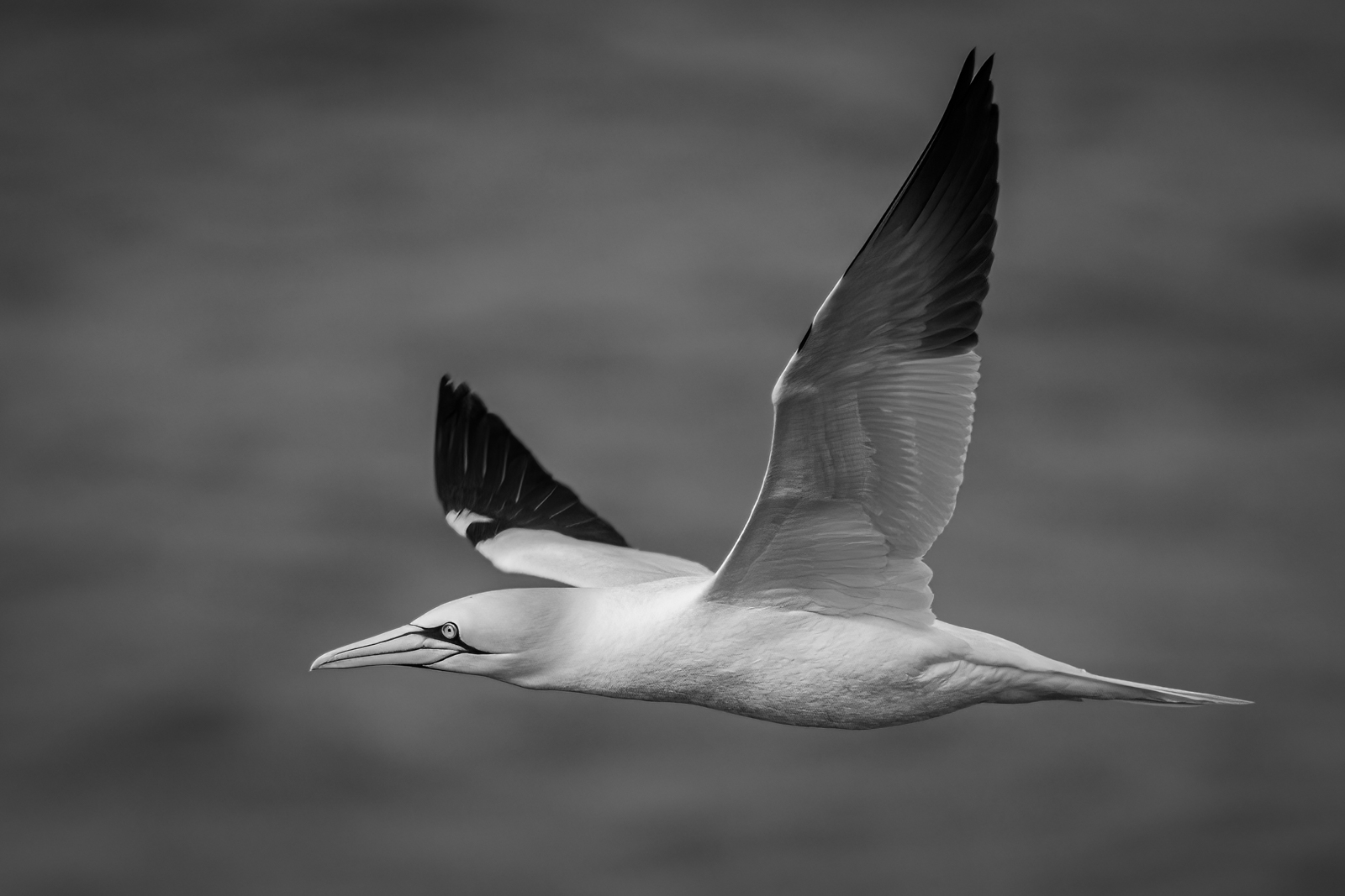 8-Gannet-The-graceful-glider